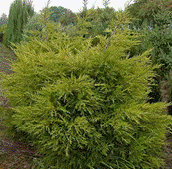 Можжевельник средний   Куривао Голд   Juniperus media 